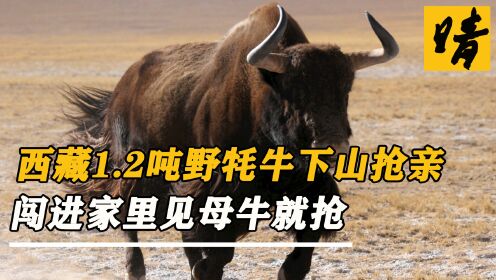 西藏1.2吨野牦牛下山抢亲，闯进家里看中母牛就抢，牧民敢怒不敢言
