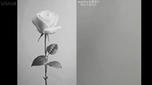 素描静物“白玫瑰”示范1——昭道·安德烈木木
