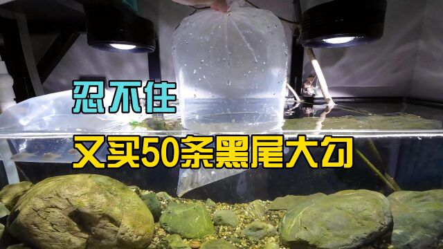 野采没找到石头,忍不住又买了50条黑尾大勾