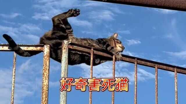 好奇害死猫