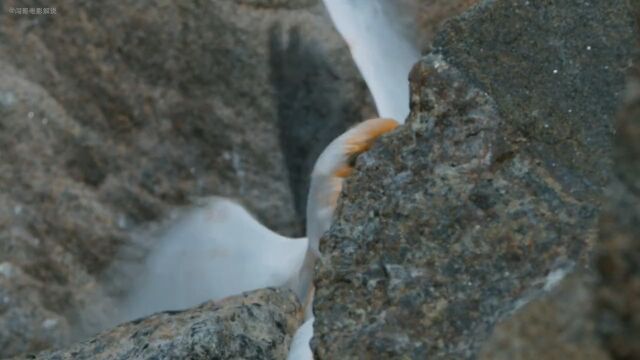 雪海燕呕吐红油恶心对手,颊带企鹅呲粪占地盘纪录片动物.