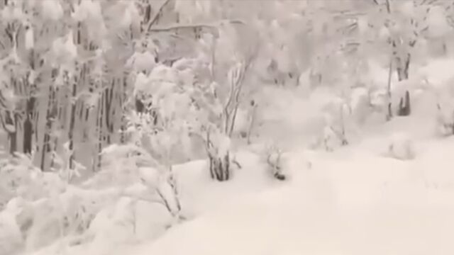 豪雪!日本多地降雪,部分地区积雪厚度超往年