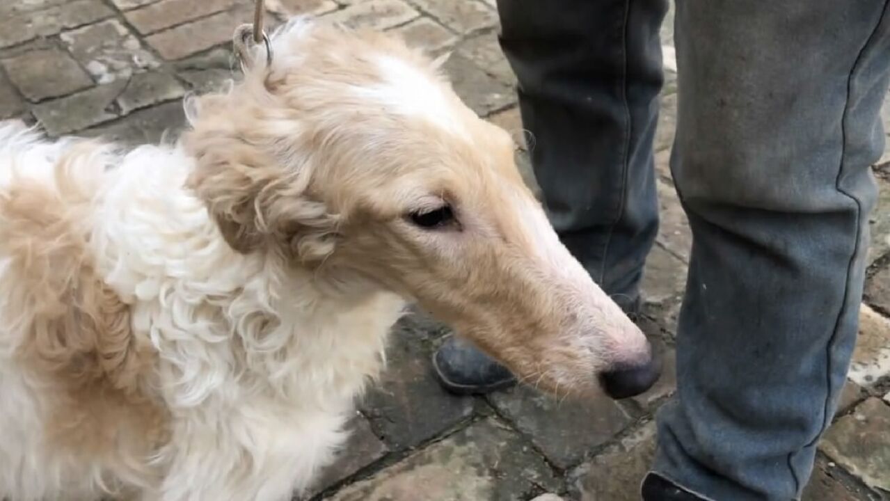 这只精品苏俄猎狼犬,脑门窄嘴巴长肺板宽毛量大,来欣赏品评下