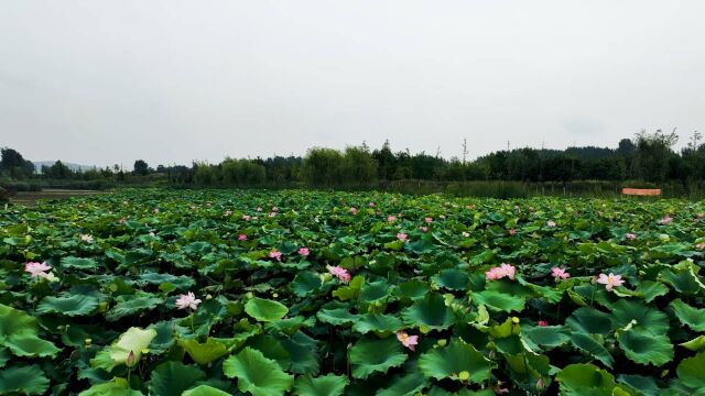 枣庄大沙河秋日荷花别样美