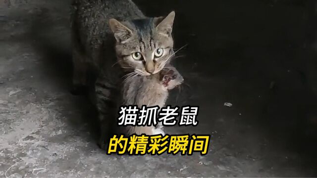 盘点那些猫抓老鼠的精彩瞬间,别让安逸剥夺了技能!