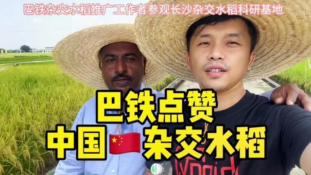 小代今天带着巴铁农业工作者参观我们的杂交水稻试验基地,他们说中国的科研工作者和产品非常优秀,为中国兄弟点赞#巴铁兄弟来到长沙