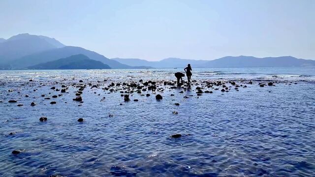 在深圳有个赶海的好地方!花海间.