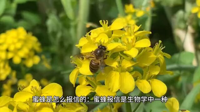 蜜蜂情报传递