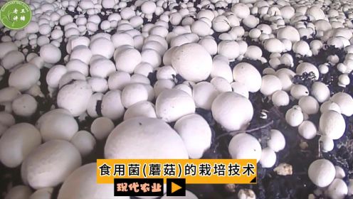 现代农业之——食用菌(蘑菇)的栽培技术（老王讲糖系列视频）