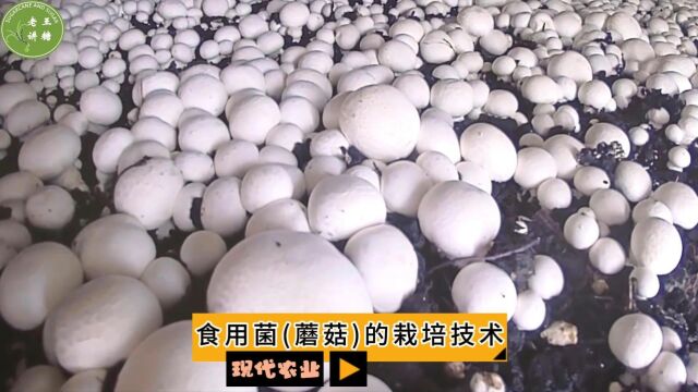 现代农业之——食用菌(蘑菇)的栽培技术(老王讲糖系列视频)