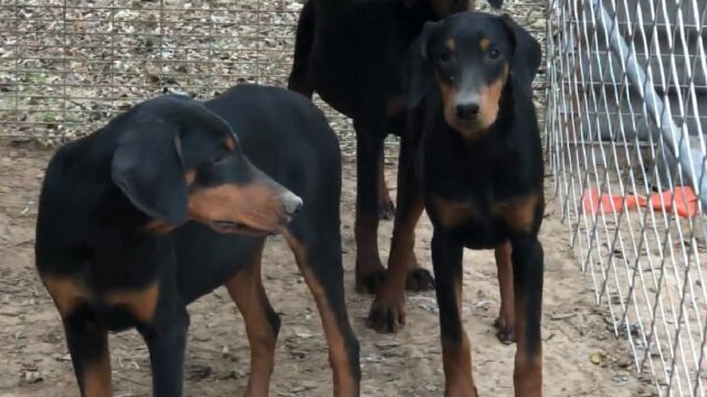 这3只4个月大的德系杜宾犬,头版好骨量足身形四平八稳,来欣赏下