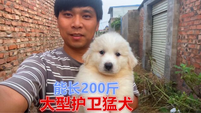 能长200斤的大型护卫猛犬!求而不得只能遇!呆萌的小家伙真可爱