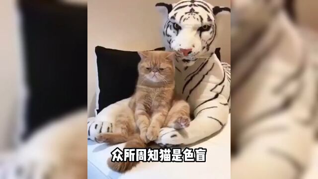 给小猫咪戴色盲眼睛,它会有什么反应?#猫知识#猫奴#养猫