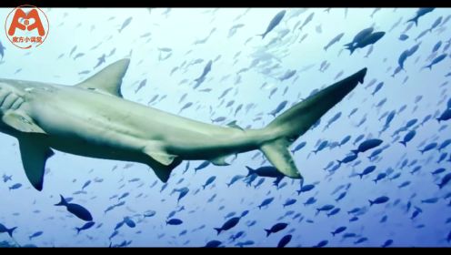 海底繁星--鲸鲨
