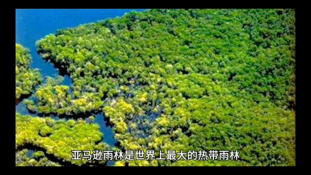 亚马逊雨林简介