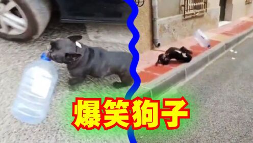 爆笑解说:狗子叼着水桶回家,没想到翻车了!_高清1080P在线观看平台_腾讯视频