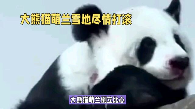 雪地里打滚的熊猫真的很逗