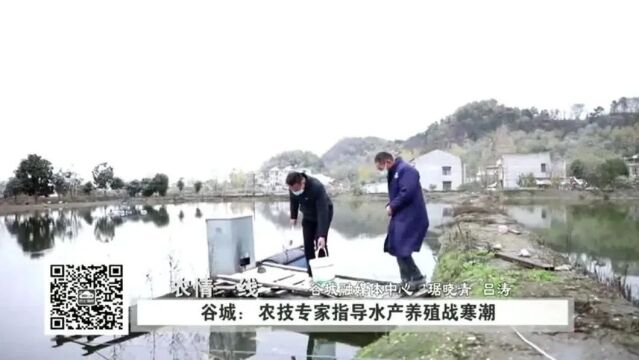 谷城:农技专家指导水产养殖如何战寒潮?