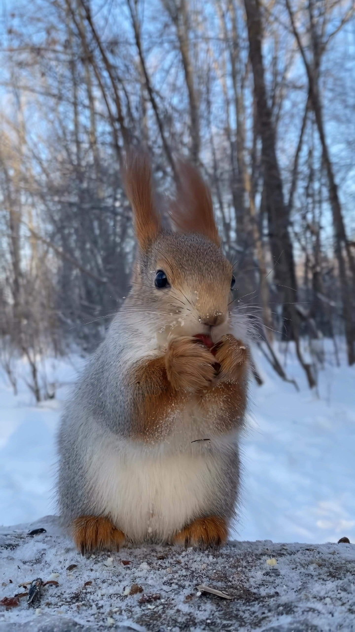 小松鼠坐在雪地里,两只前爪拿着一个坚果,正在享受着它的冬季美食盛宴