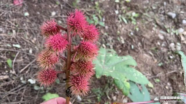 世界十大危险植物“蓖麻”,农村用来榨油,却不知用途很广