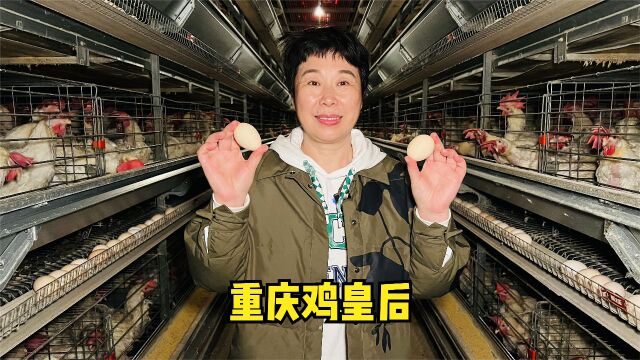 重庆大姐科学养鸡,给鸡吃辣椒喝豆油,一人轻松养殖20万只老母鸡