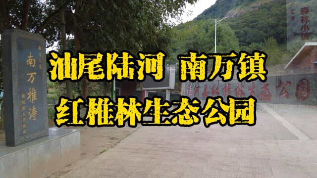 南万椎涛,汕尾官方公布八景,陆河南万镇红椎林生态公园