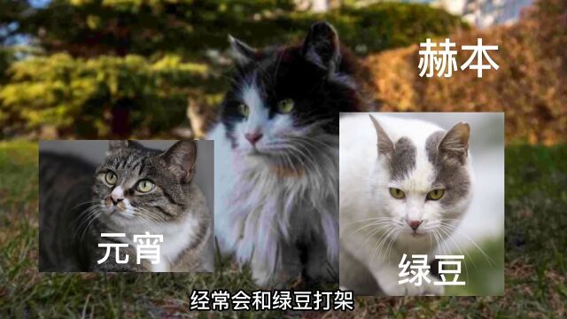 猫:我北大的,有记录的啊!