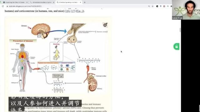 长白山特产的人参的最佳价值在于恢复作用?| 卢卡斯ⷥ奦退