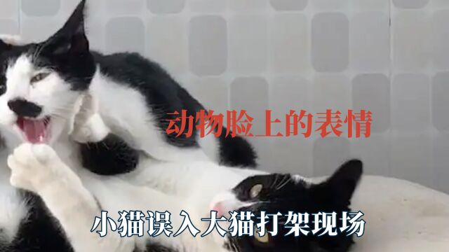 动物脸上的表情,猴子没拿稳游客给的食物,小猫误入大猫打架现场