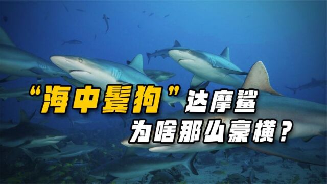 海洋界的“老6”,比藤壶还遭人烦,“达摩鲨”有多烦人?