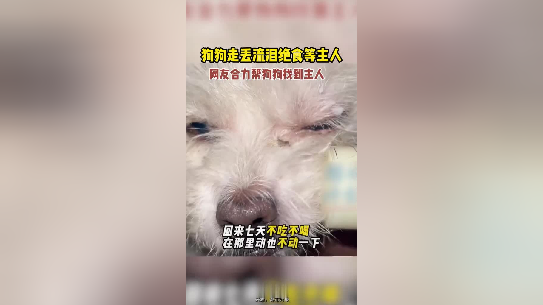 狗狗走丟流淚絕食等主人網友合力幫狗狗找到主人