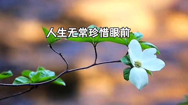 珍惜当下,活出真我:人生无常,我们如何把握每一天