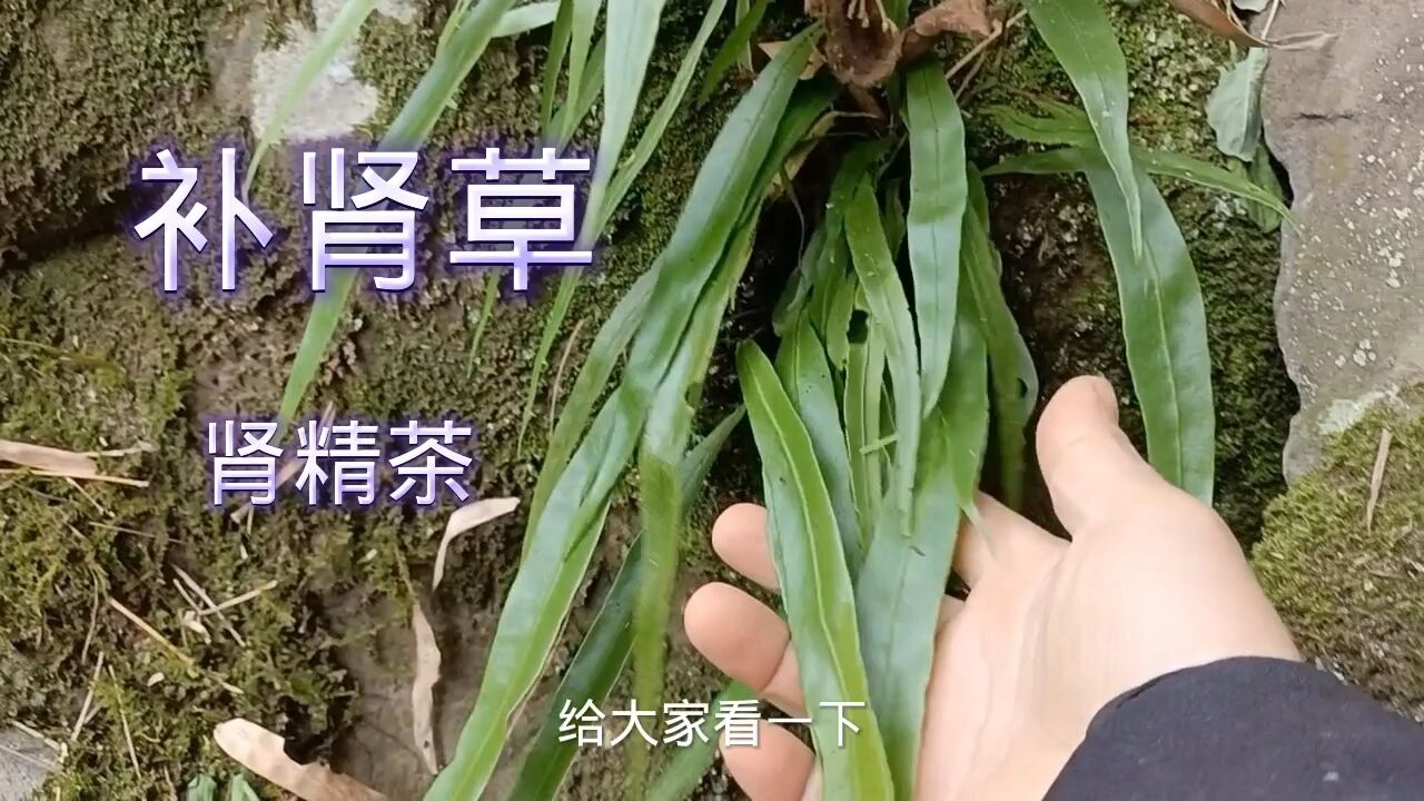 科普中草药：肾精草俗称“化石草”，听它这霸气的名字你应该知道它的功效有多强大，欢迎了解_高清1080P在线观看平台_腾讯视频