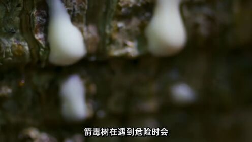 箭毒树:我狠起来连自己都杀!植物人与自然纪录片神奇的大自然_高清1080P在线观看平台_腾讯视频
