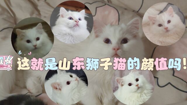 这就是山东狮子猫的颜值吗!狮子猫究竟有多美?