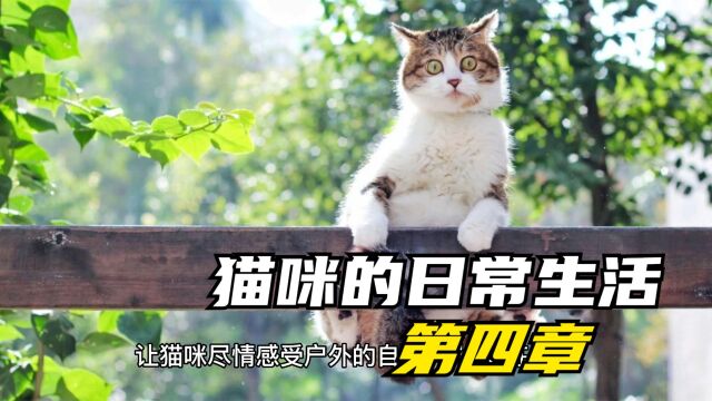 猫咪的运动和游戏