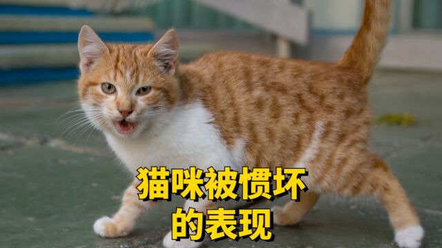 猫咪一旦被惯坏的表现,很明显!