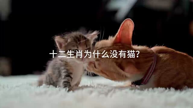 猫咪为啥不在十二生肖抓老鼠