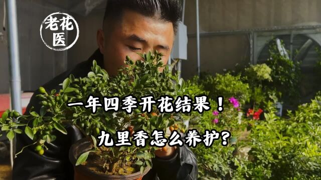 一年四季开花结果!九里香怎么养护?