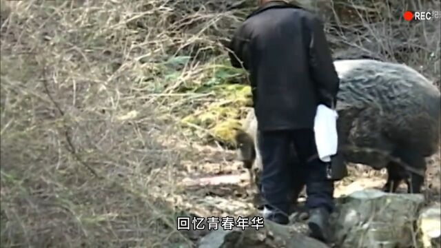 一只被烧焦了的猪是如何生存下去的呢?原来猪也是通灵性的纪录片充电计划动物篇动物世界神奇动物在动物的迷惑行为猪