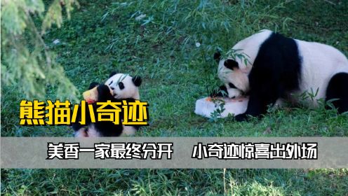 美香一家最终分开，小奇迹惊喜出外场，愿三只熊猫能被温柔已待#创作发发发