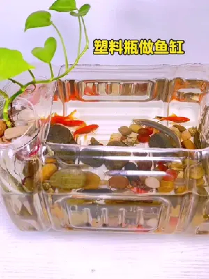 教你用一个俩毛钱的废弃塑料瓶做个环保实用的小鱼缸#空瓶子的妙用