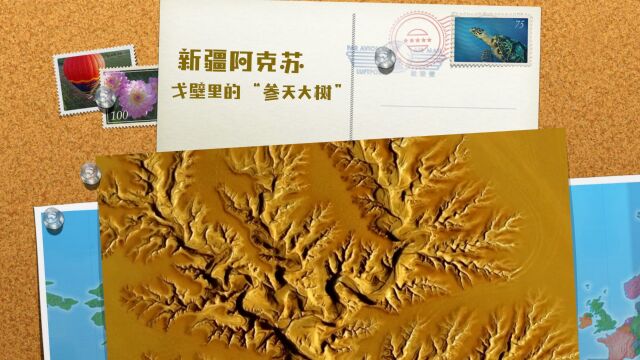 新疆阿克苏:戈壁里的“参天大树”