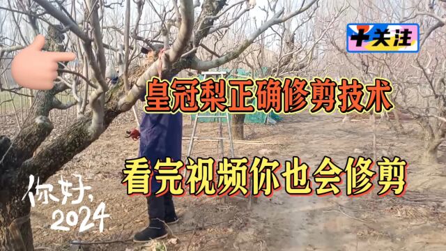 皇冠梨砀山式修剪技巧