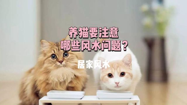 养猫要注意哪些风水问题?居家风水