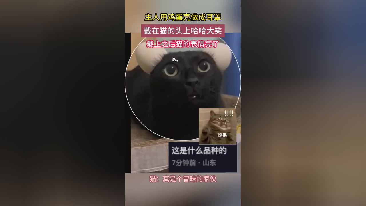 主人用鸡蛋壳做成耳罩,戴在猫的头上,戴上之后猫的表情亮了