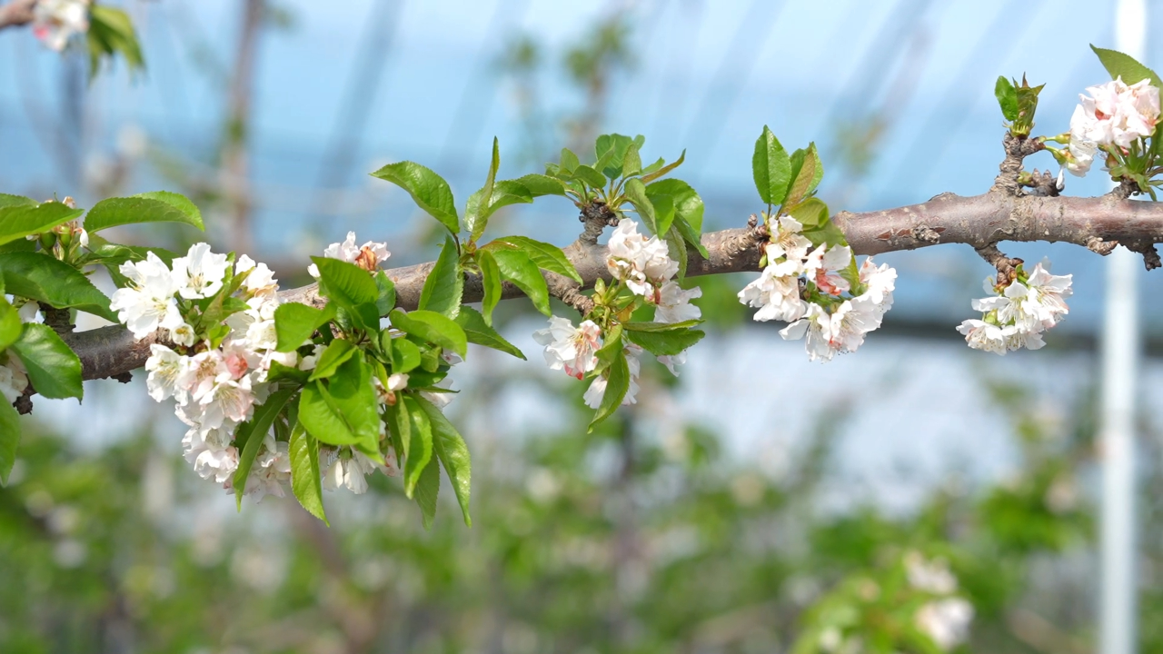 千城胜景|河北任泽:樱桃花开春意浓