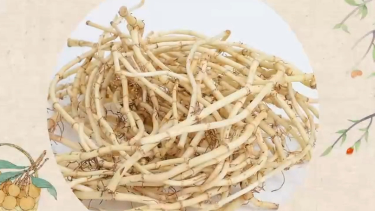 舌尖上的养生,肺病圣药鱼腥草,抗菌消炎鱼腥草