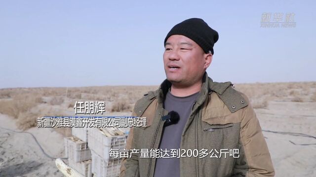 新疆沙雅县迎来春收季生态经济双丰收