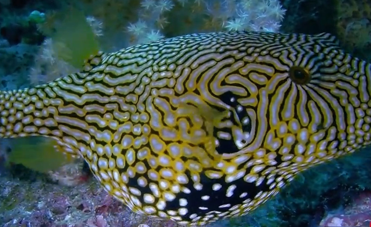 外观呆萌的河豚拥有超强毒素,生气鼓成一个球, 想吃掉它很难